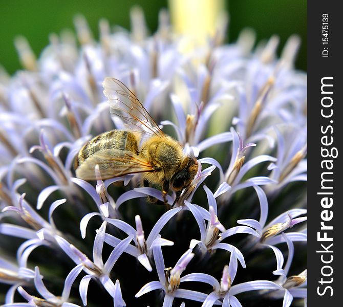 Pollinating honeybee on a thistle.