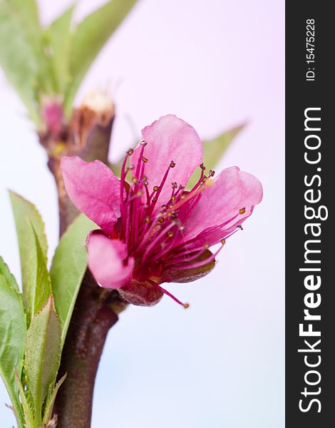 Flower blooming on a branch of peach tree. Flower blooming on a branch of peach tree