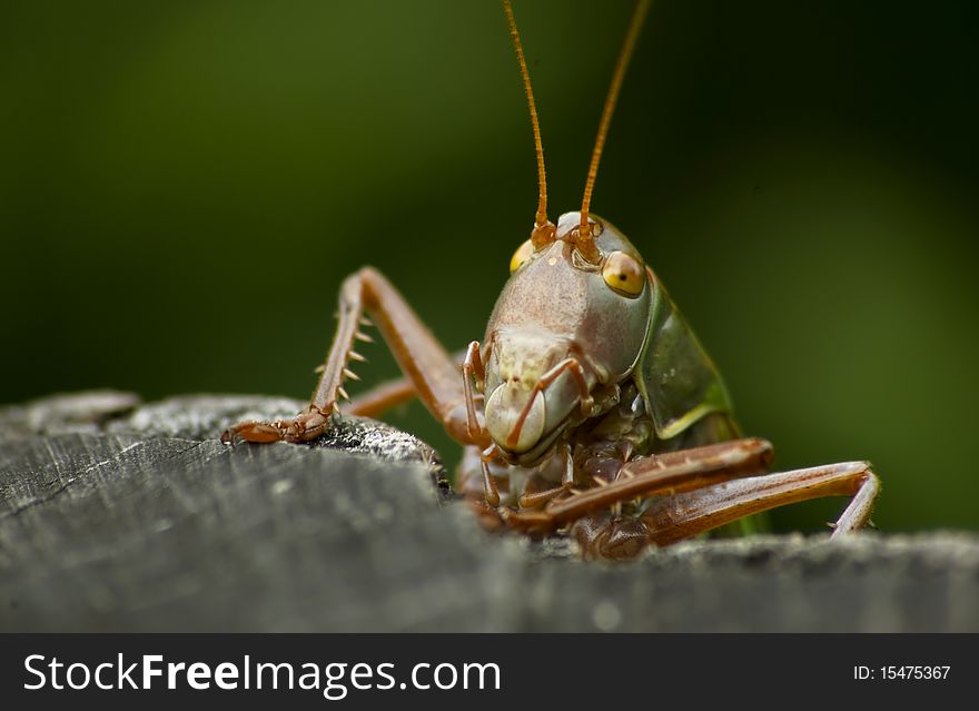 Grasshopper Potrait