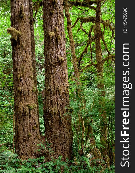 Moss covered tree trunks in the wilderness