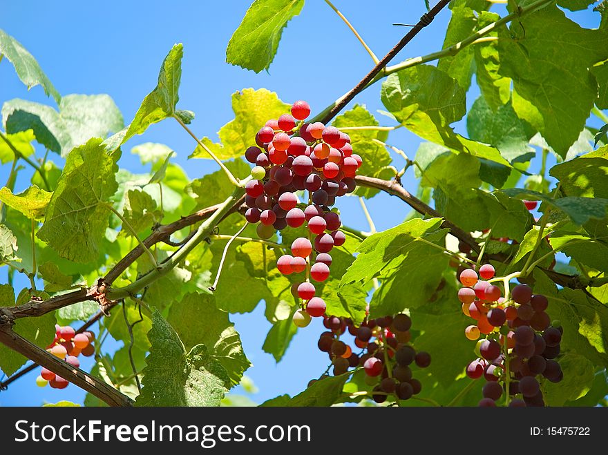 Bunches of grapes on a background of the blue sky