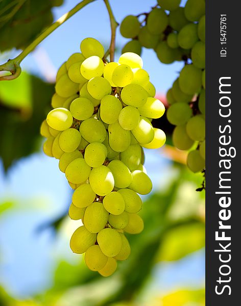 Bunch of grapes on a background of the blue sky and green leaves