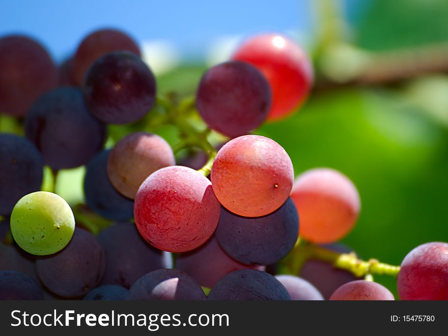 Bunch of grapes on a background of the blue sky and green leaves
