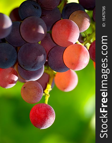 Bunch of grapes on a background of the green leaves