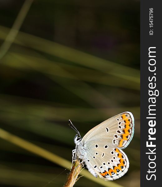 Polyommatus Icarus is on the flower stem. Polyommatus Icarus is on the flower stem