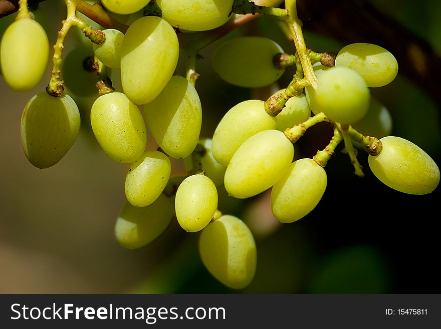 Bunch of grapes is photographed on the cclose-up