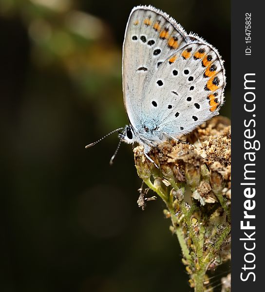 Polyommatus Icarus is sitting on the flower. Polyommatus Icarus is sitting on the flower