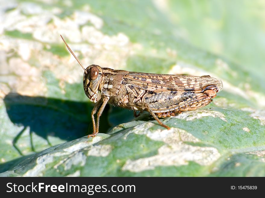 The grasshopper sits on a green leaf