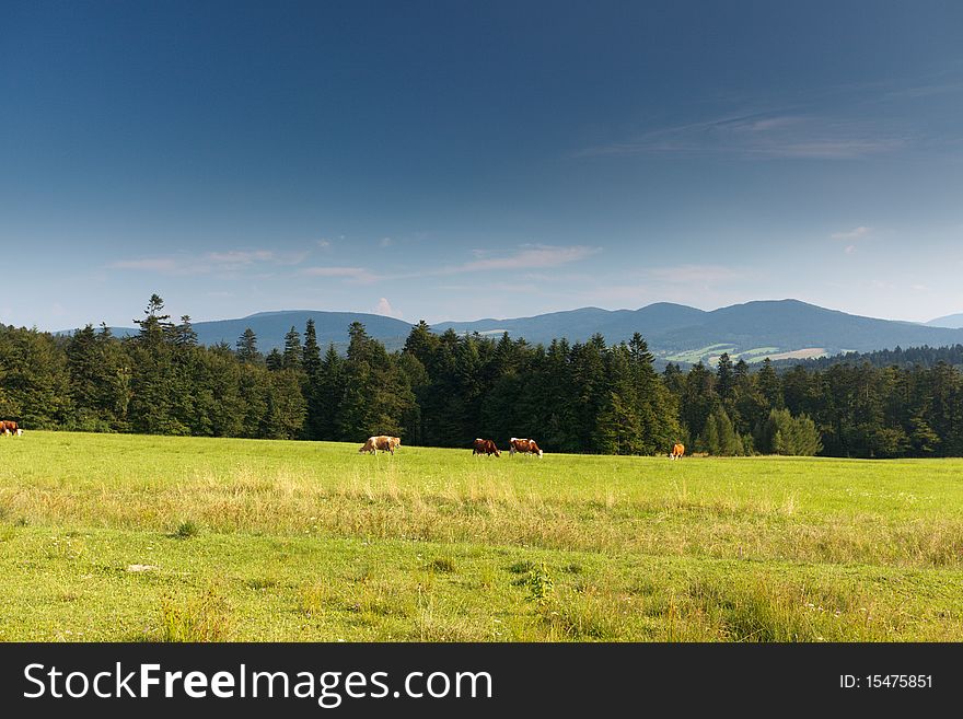 Polish mountain in summer with cows. Polish mountain in summer with cows