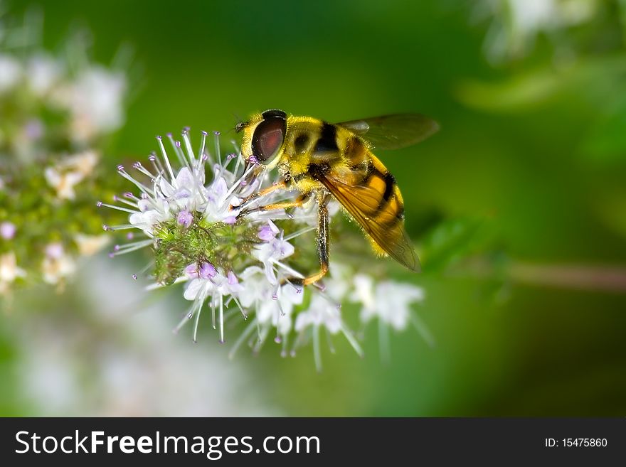 The fly(Syrphidae) drinks nectar from a flower
