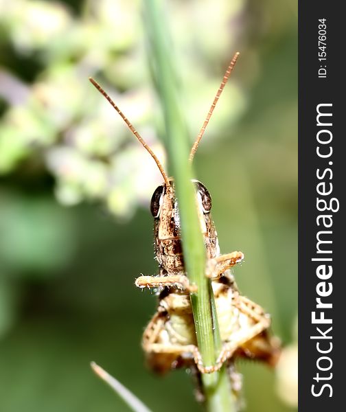 Grasshopper is trying hide behind grass stem. Grasshopper is trying hide behind grass stem