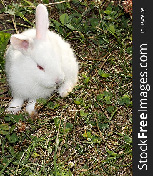 Little white rabbit is sitting on the grass. Little white rabbit is sitting on the grass