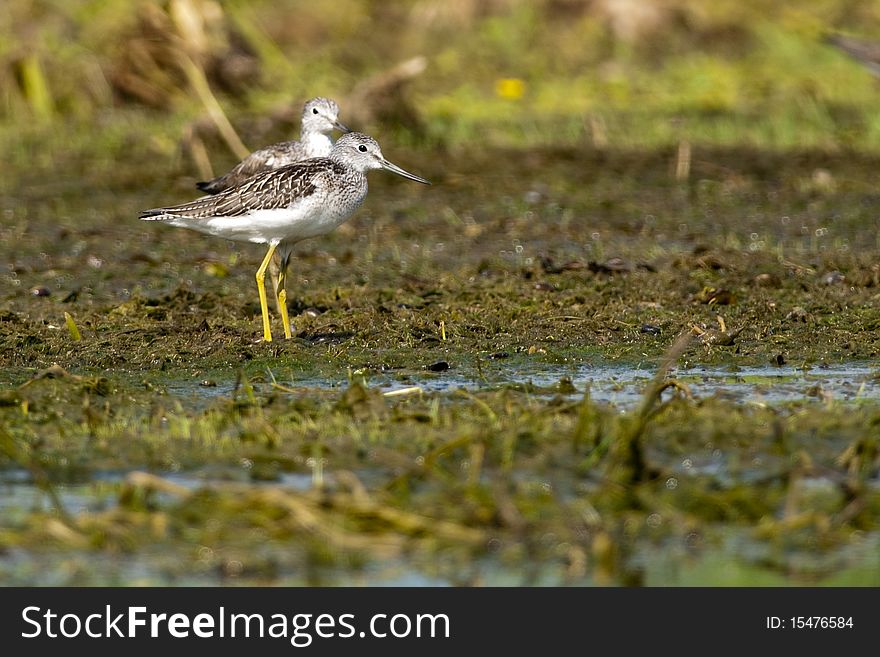 Greenshank Pair On Shore