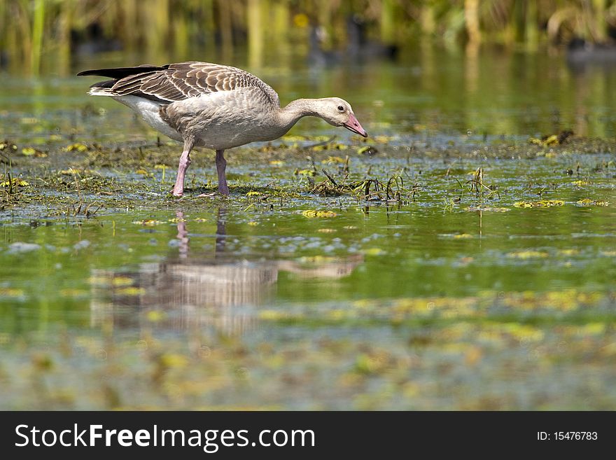 Greylag Goose in Shallow water