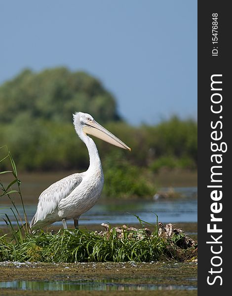 Dalmatian Pelican resting on vegetation