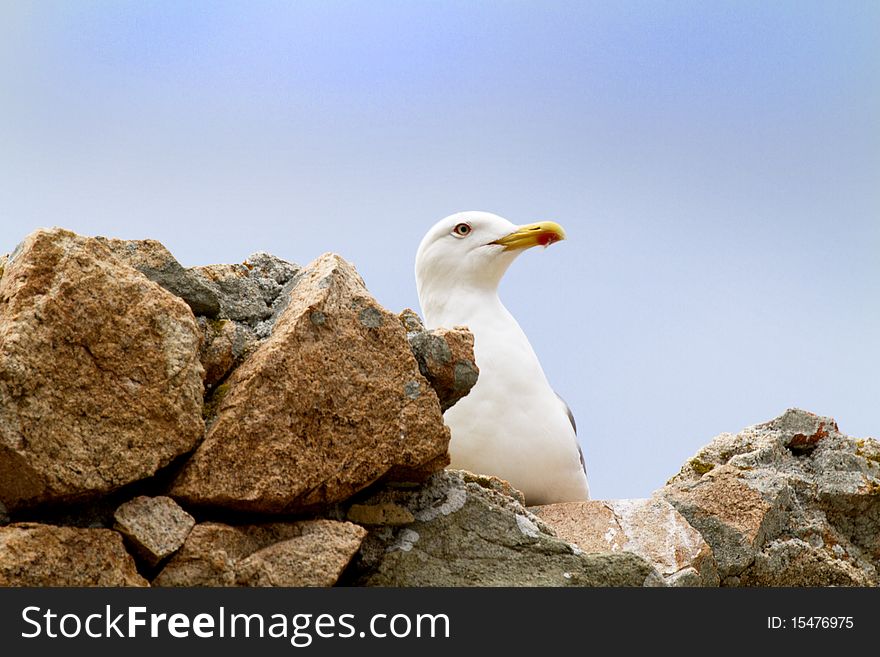 Gull perched among the rocks