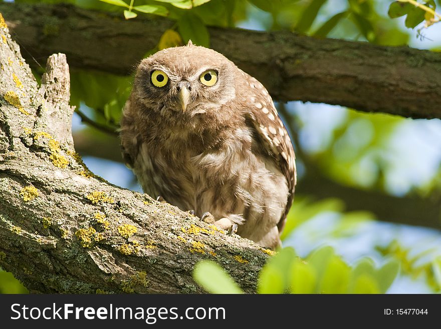 Little Owl (Athene noctua) in a tree. Little Owl (Athene noctua) in a tree