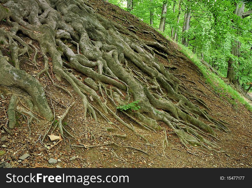 System of roots in mountain beech forest.