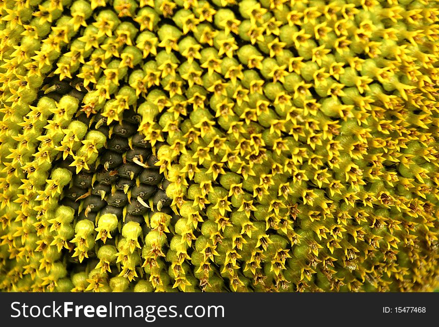 The flowers and seeds of a sunflower in detail. The flowers and seeds of a sunflower in detail