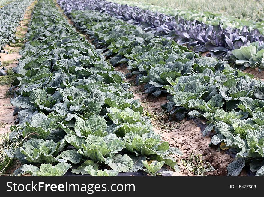 Field of cabbages in the French countryside