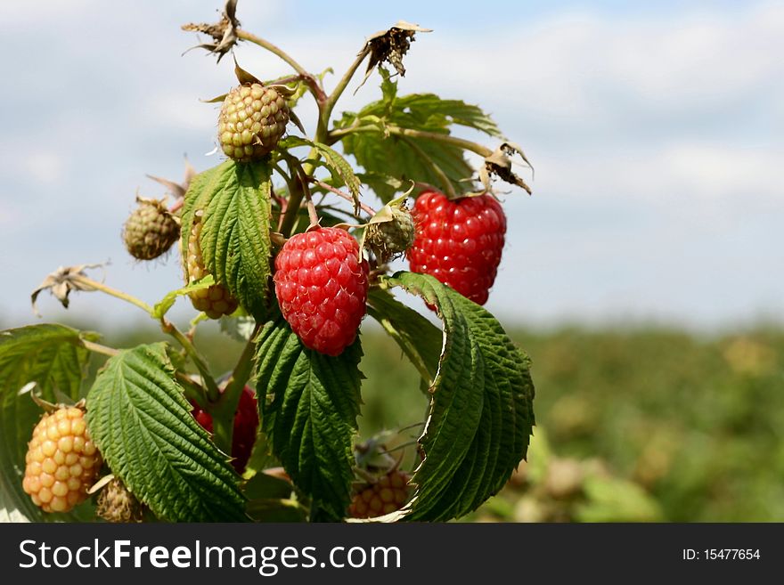 Raspberries in a field in the month of august