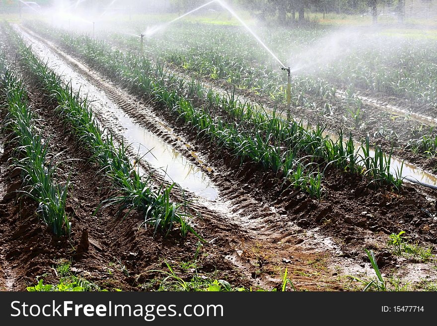 Irrigation