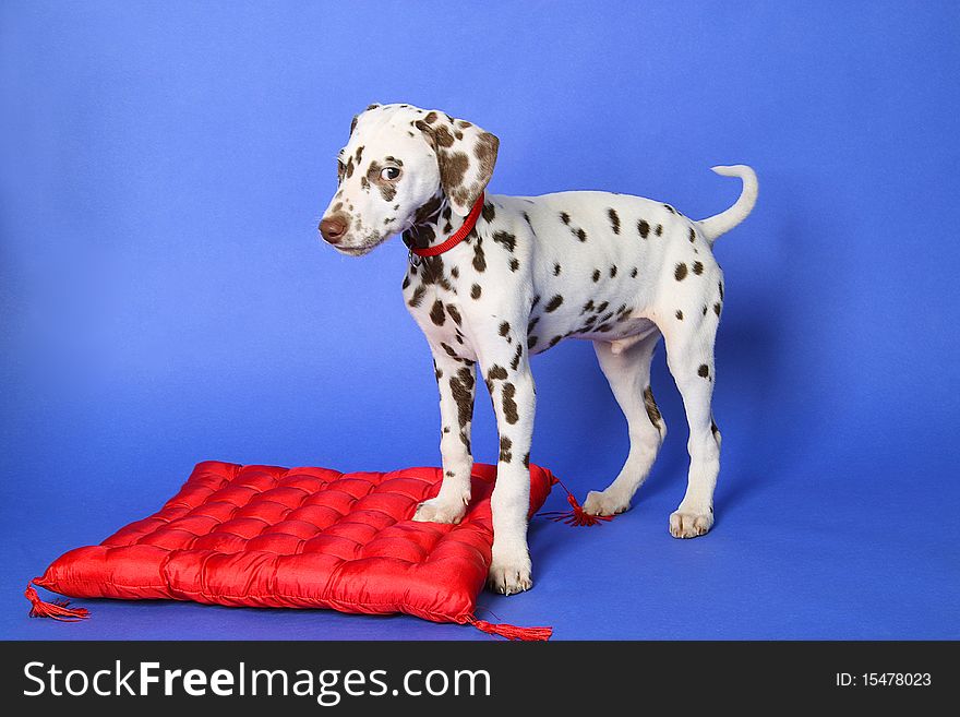 Dalmatian puppy on blue background. Shot in studio.