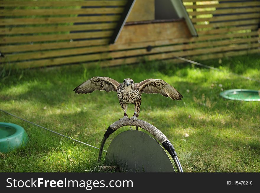 Falcon standing on a branch,wings spread,Burg Regenstein. Falcon standing on a branch,wings spread,Burg Regenstein.