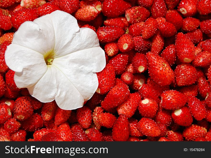 A lot of red wild strawberry
