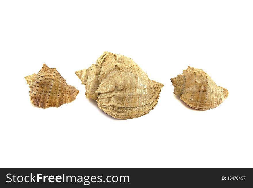 Three seashells isolated on white