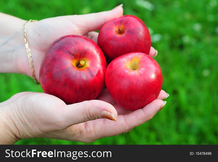 Female hands offering pile of apples. Female hands offering pile of apples