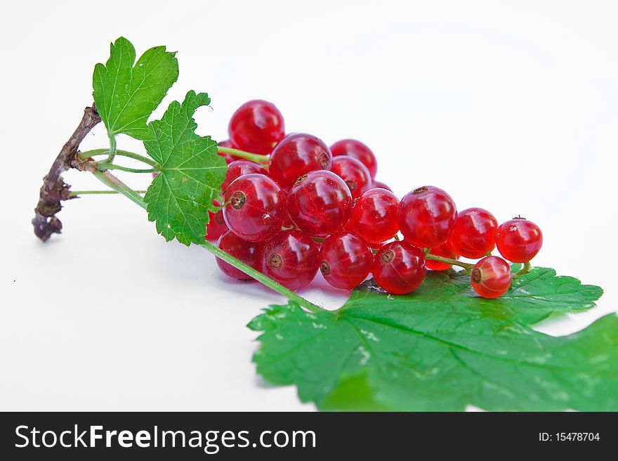 Twig of redcurrants isolated on the white background