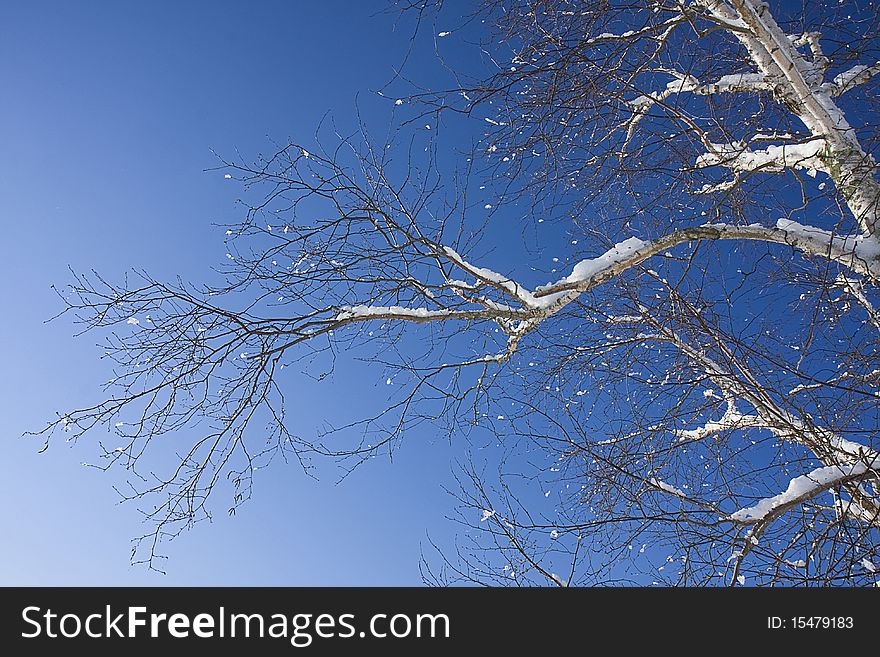 White birch branches covered in snow after storm with dark winter blue skies as backdrop