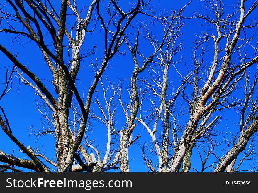 Dead tree with beautiful blue sky background