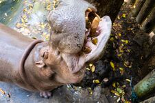 Hippopotamus Hippo In The Zoo. Animals Concept In A Zoo. Stock Images