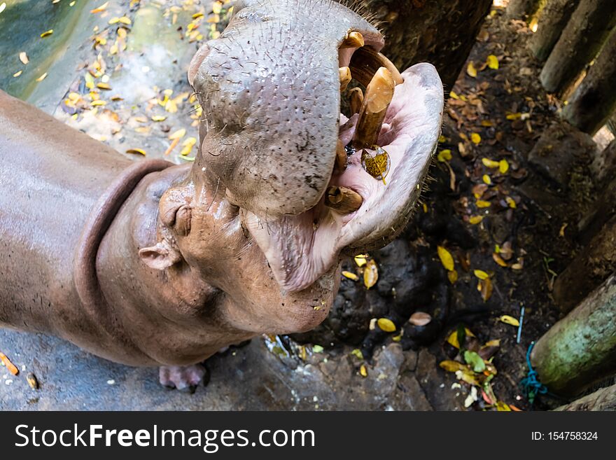 Hippopotamus Hippo In The Zoo. Animals Concept In A Zoo.