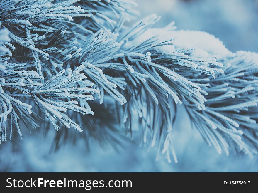 Pine branches covered with hoarfrost and snow