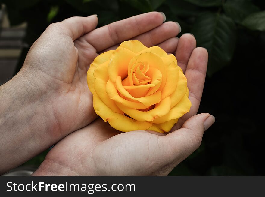 Female hands hold blooming roses. A garden in which a rose blooms. Beautiful rose growing in the garden