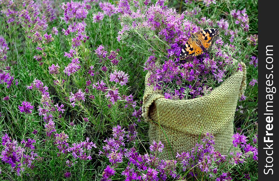 Thyme. collected thyme in a pouch on a flowering field. collecting herbs. alternative herbal medicine. cold and flu remedy. carpet