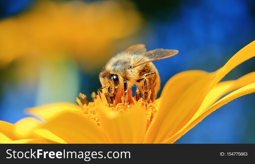 Honey bee on yellow flower collect pollen. Honey bee on yellow flower collect pollen.