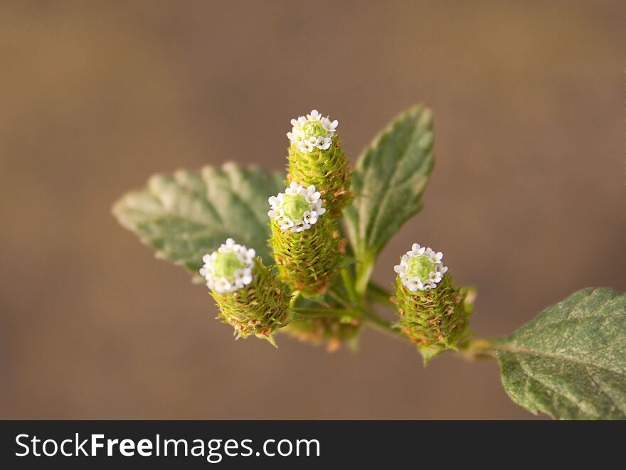 Aztec Sugar  for tea, drinks and meals. The origin of the herb from the Caribbean, sweet and heals especially lungs and bronchi. Latin name Lippia dulcis. Aztec Sugar  for tea, drinks and meals. The origin of the herb from the Caribbean, sweet and heals especially lungs and bronchi. Latin name Lippia dulcis