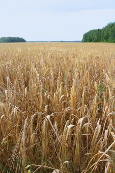 Rye Field.. Royalty Free Stock Photos Rye Field.. Royalty Free Stock Photos