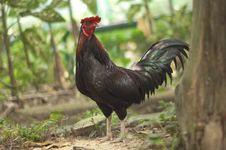 Chicken Royalty Free Stock Photo Chicken Royalty Free Stock Photo