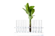 Rack With Test Tubes And Plant Royalty Free Stock Images