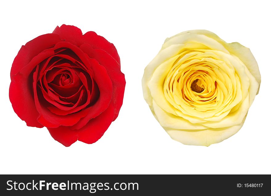 Decorative colorful stem head rose