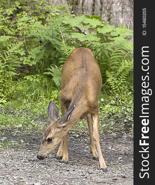 A whitetail deer grazes in a forest area. A whitetail deer grazes in a forest area.