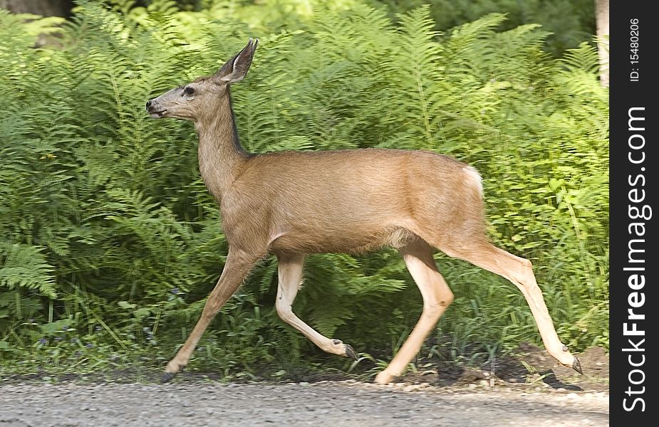 Deer Moves Along In Woods.