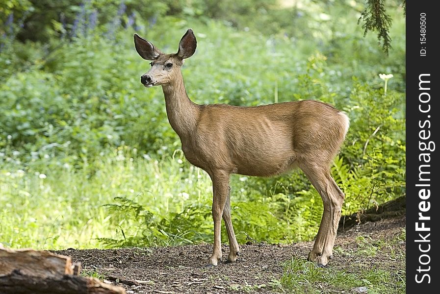A side view of a whitetail deer in the forest. A side view of a whitetail deer in the forest.