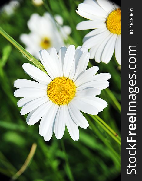 Wild daisies in the green grass. Wild daisies in the green grass.