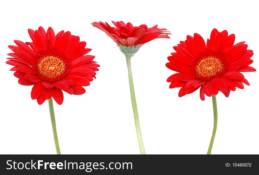 Red gerbera blooms on white background. Red gerbera blooms on white background